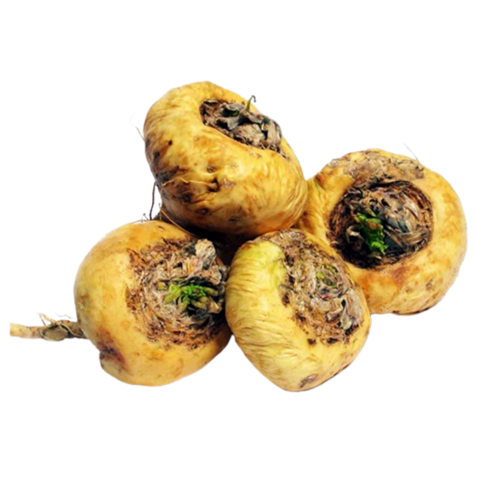 macatrans.png
