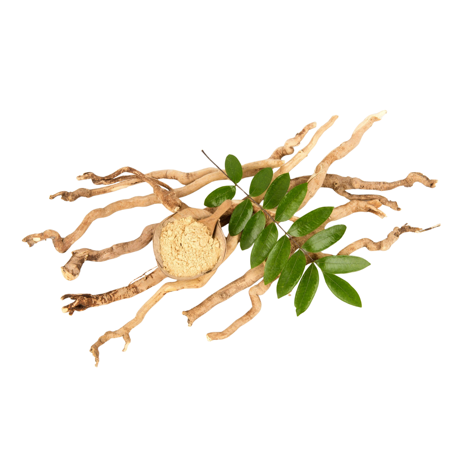 tongkatalitrans.png